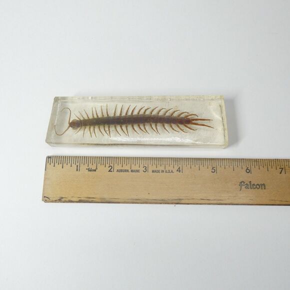 Centipede in Clear Resin Real Bug Display Insect Specimen 5.5" - Picture 4 of 9